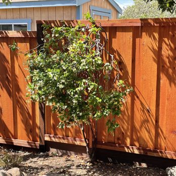 Agellon Fence Restoration - Back Yard Fence - Fences & Gates Near Me - Livermore, California