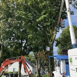 J E Rumino - Tree removal