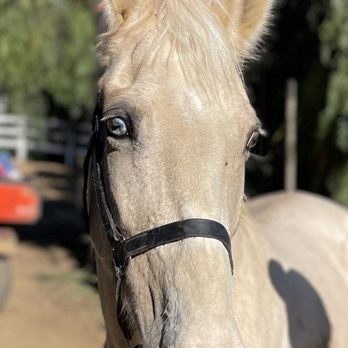 Pulliam Training Stables - Horseback Riding Near Me - Redlands, California Pulliam Training Stables - Horseback Riding Near Me - Redlands, California
