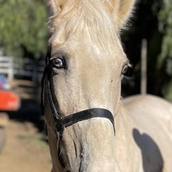 Pulliam Training Stables