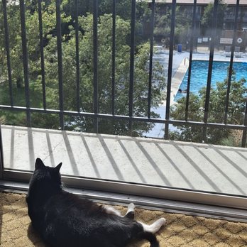 Crowne Plaza Albuquerque - Our cat loved basking in the sun! - Hotels Near Me - Albuquerque, New Mexico Crowne Plaza Albuquerque - Our cat loved basking in the sun! - Hotels Near Me - Albuquerque, New Mexico
