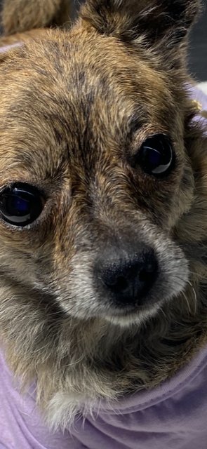 Preserved Pets - taxidermy in Moreno Valley, CA