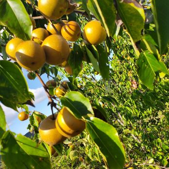 Hollin Farms - Fruits & Veggies Near Me - Delaplane, Virginia