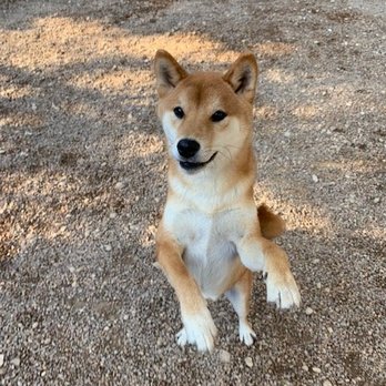 Shady Acres Pet Ranch - If I stand up, will I get the treat? - Pet Sitting Near Me - Round Rock, Texas Shady Acres Pet Ranch - If I stand up, will I get the treat? - Pet Sitting Near Me - Round Rock, Texas