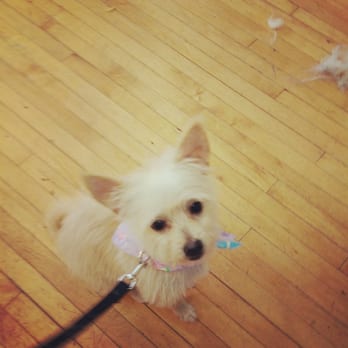 Salon Dog - Just groomed - Pet Groomers Near Me - Chicago, Illinois Salon Dog - Just groomed - Pet Groomers Near Me - Chicago, Illinois
