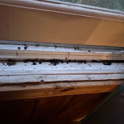 Northland Lodge - BUGS! Lots of dead bugs everywhere