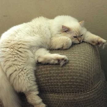 Sweetheaven Ragdolls - Troy at almost 1 1/2 year old. Red point lynx ragdoll / male. He now weighs about 14 lbs and the sweetest boy ever. - Pet Breeders Near Me Sweetheaven Ragdolls - Troy at almost 1 1/2 year old. Red point lynx ragdoll / male. He now weighs about 14 lbs and the sweetest boy ever. - Pet Breeders Near Me