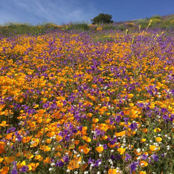 Walker Canyon Ecological Reserve - Wildlife Hunting Ranges Near Me