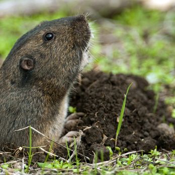 Hi Tech Pest Solutions - Gophers - Pest Control Near Me - Bakersfield, California Hi Tech Pest Solutions - Gophers - Pest Control Near Me - Bakersfield, California