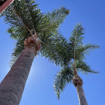 Orange County Tree Services - After! - Tree Services Near Me Orange County Tree Services - After! - Tree Services Near Me