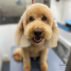 Comb & Collar Mobile Grooming - Such a handsome guy after his groom!
