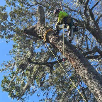 Swift Oaks - Tree Services Near Me - Palm Coast, Florida Swift Oaks - Tree Services Near Me - Palm Coast, Florida