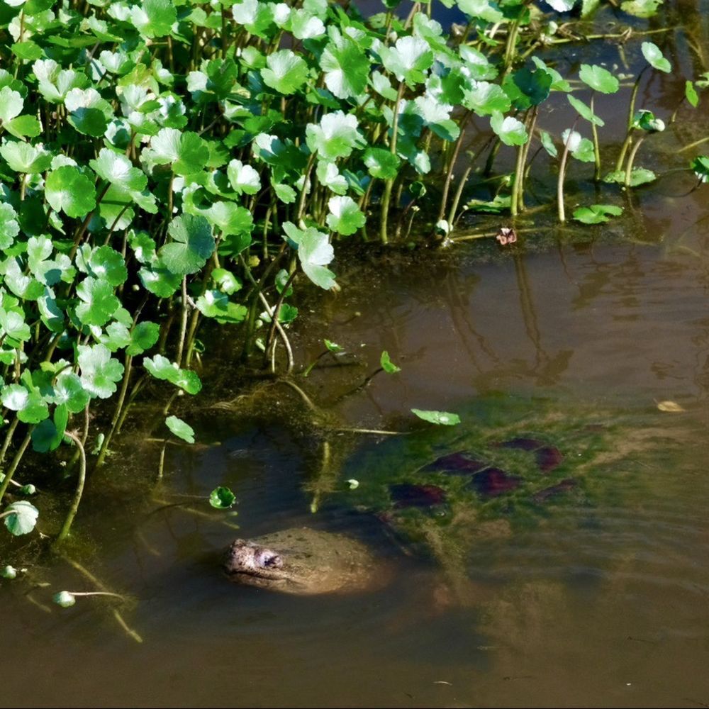 Huntley Meadows Park - Turtle - Parks Near Me - Alexandria, Virginia Huntley Meadows Park - Turtle - Parks Near Me - Alexandria, Virginia