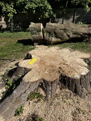 Stump Removal - Looking to get rid of that big stump in your backyard? Call Gold Coast Tree Experts! We are family owned and operated with decades of experience under our belt, we have the expertise and the knowledge needed to provide outstanding tree services to both commercial and residential projects.
