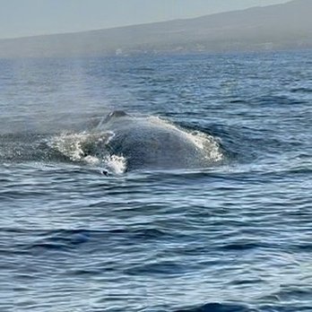 Maui Ocean Adventures - Humpback whale - Whale Watching Tours Near Me Maui Ocean Adventures - Humpback whale - Whale Watching Tours Near Me