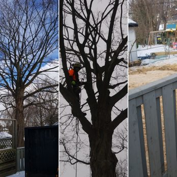 Toronto Tree Guys - Tree Services Near Me - Toronto, Ontario