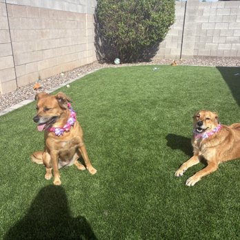Johnny's Doghouse - Fresh groomed girls with their leis! - Pet Groomers Near Me - Tempe, Arizona Johnny's Doghouse - Fresh groomed girls with their leis! - Pet Groomers Near Me - Tempe, Arizona