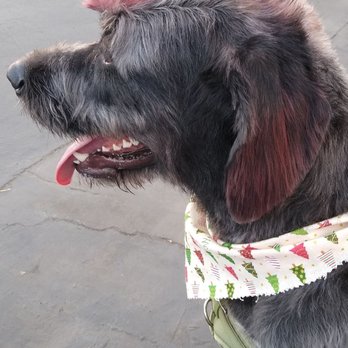Pets Love Us - Lilah looks amazing!!! - Pet Groomers Near Me - Whittier, California Pets Love Us - Lilah looks amazing!!! - Pet Groomers Near Me - Whittier, California