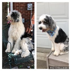 caroline's lucky dog salon