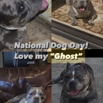 Only Cremations For Pets - Mr. Ghost - Pet Transportation Near Me - Newport Beach, California Only Cremations For Pets - Mr. Ghost - Pet Transportation Near Me - Newport Beach, California