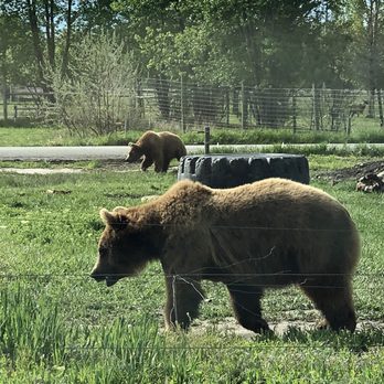 Yellowstone Bear World - Grizzly bear (behind fence) - Zoos Near Me - Rexburg, Idaho Yellowstone Bear World - Grizzly bear (behind fence) - Zoos Near Me - Rexburg, Idaho