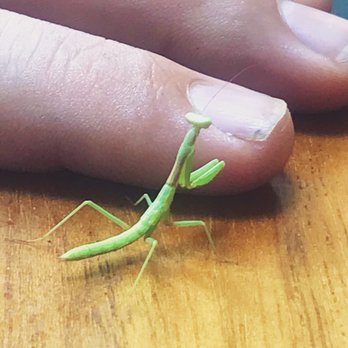 Story Tavern - Praying mantis friend hopped on the table - Burgers Near Me - Burbank, California Story Tavern - Praying mantis friend hopped on the table - Burgers Near Me - Burbank, California