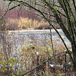 Mud hens on Samammish river