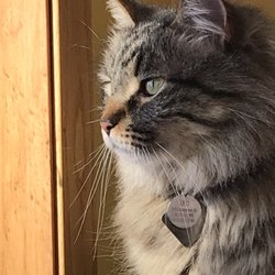 Cat's Cottage Inn - Deep in thought