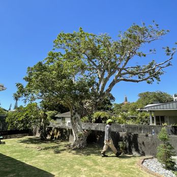 Espitia’s Tree Service - After - Tree Services Near Me