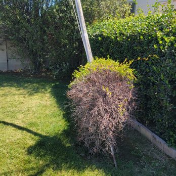 Tony's BC Tree Service - Before, 3 ugly trees in the back - Tree Services Near Me - Orange, California Tony's BC Tree Service - Before, 3 ugly trees in the back - Tree Services Near Me - Orange, California