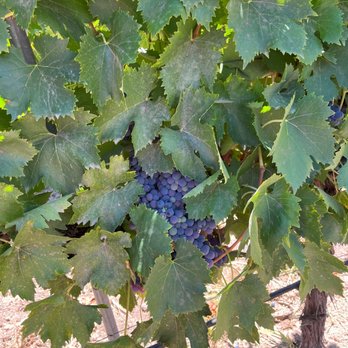 Grapeline Wine Tours - Up close and personal with the grapes. - Wine Tours Near Me - Temecula, California