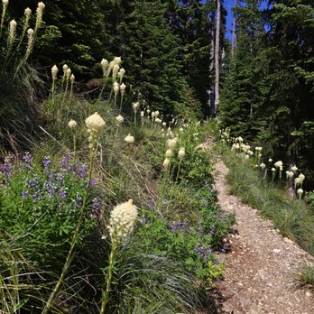 Mirror Lake - Bear grass - Hiking Near Me - Snoqualmie Pass, Washington