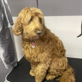 Pawsitive Vibes - Before..... and.... - Pet Groomers Near Me Pawsitive Vibes - Before..... and.... - Pet Groomers Near Me