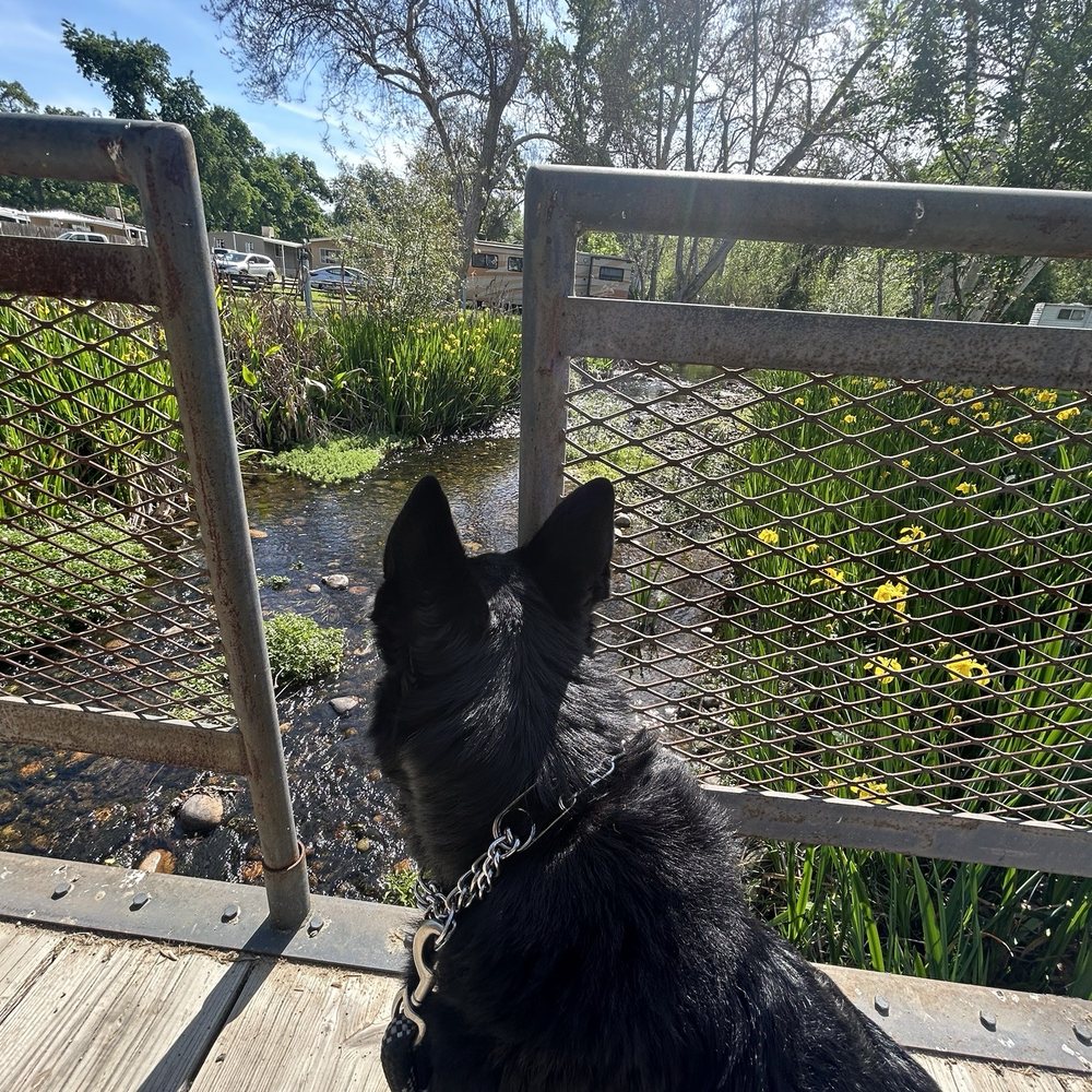 Little bridge over a stream ( there is also catch and release fishing here which is nice for the kiddos and fam.) Little bridge over a stream ( there is also catch and release fishing here which is nice for the kiddos and fam.)