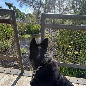 Riverbend RV Park - Little bridge over a stream ( there is also catch and release fishing here which is nice for the kiddos and fam.) - RV Parks Near Me - Sanger, California