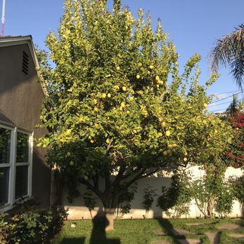 Class One Arboriculture - Tree Services Near Me Class One Arboriculture - Tree Services Near Me