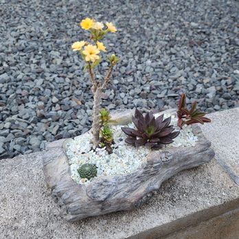 Mari's Gardens - Log planter pot and great selection of succulents - Nurseries & Gardening Near Me - Mililani, Hawaii Mari's Gardens - Log planter pot and great selection of succulents - Nurseries & Gardening Near Me - Mililani, Hawaii