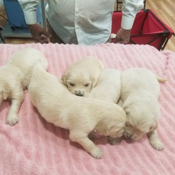 Chadwicks Golden Retrievers - Pet Breeders Near Me