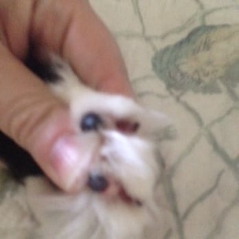 Fur's Gonna Fly - Chopped his nails right off! - Pet Groomers Near Me - Marietta, Georgia