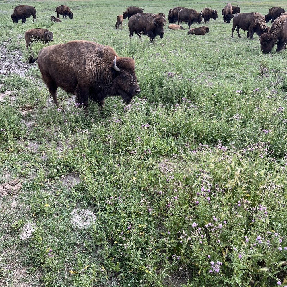 Terry Bison Ranch Resort - Venues & Event Spaces Near Me - Cheyenne, Wyoming