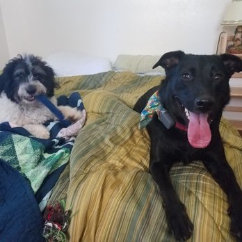 Fidoluv - Best Buds - Pet Sitting Near Me
