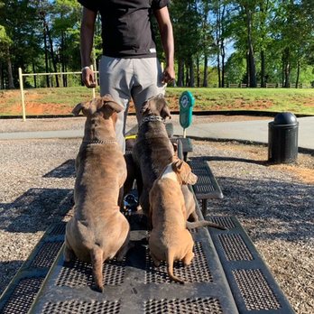 Challenge Accepted K9s and Solutions - Engagement is key. - Pet Training Near Me Challenge Accepted K9s and Solutions - Engagement is key. - Pet Training Near Me