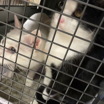 Oregon Humane Society - Animal Shelters Near Me - Portland, Oregon Oregon Humane Society - Animal Shelters Near Me - Portland, Oregon