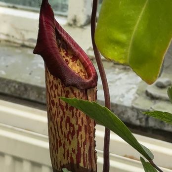 Allan Gardens - Parks Near Me - Toronto, Ontario