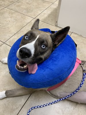 apollo veterinary clinic