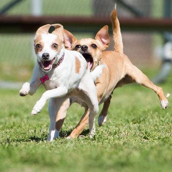 Conejo Creek Dog Park - Dog Parks Near Me - Thousand Oaks, California Conejo Creek Dog Park - Dog Parks Near Me - Thousand Oaks, California