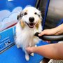 Photo of Pawfect Wash