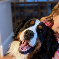 North Boston Dog Training