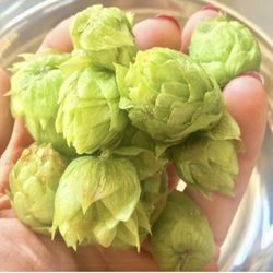 Antigua Brewing Company - We use hops grown right at our farm in San Luis Obispo!