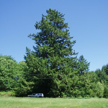Limbwalker Tree Care - little truck - Tree Services Near Me